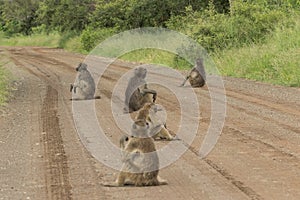 Road block by a troop of Chacma Baboons, Kruger National Park.