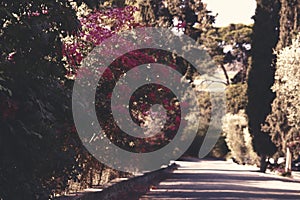 Road and blooming bush near Latrun Trappist Monastery in the evening in Israel