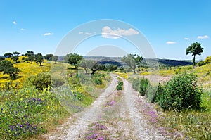 Road at blossom field, Portugal.