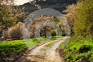 Cesta přes rozkvetlý třešňový sad nad obcí Brdarka během jara