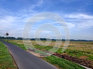 Road, blue sky, rice fields in the morning