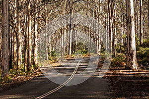 Road through Boranup Forest, Western Australia