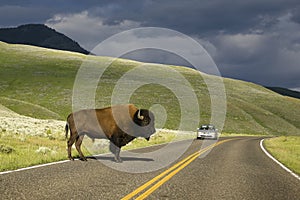 Road Buffalo