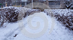 Road and bushes covered with snow