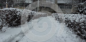 Road and bushes covered with snow