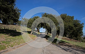Road through California oak tree past Riesling grape vineyards in the USA