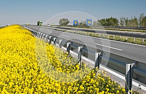 Road and Canola Field