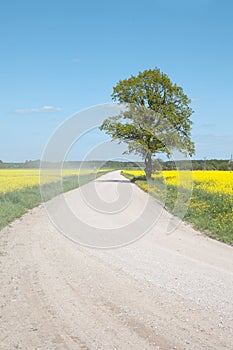 Road in the canola field.