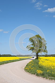 Road in the canola field.