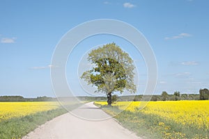 Road in the canola field.