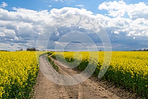 Road through the canola field, flowering plants closeup