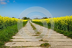 Road between canola fields on the island Usedom, Germany