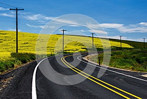 Road and Canola flowers