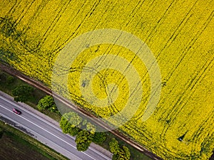 Road with cars through field aerial view of spring rapeseed flower field