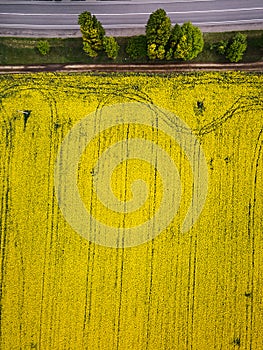 Road with cars through field aerial view of spring rapeseed flower field
