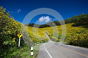 Road center of Yellow Mexican sunflower field