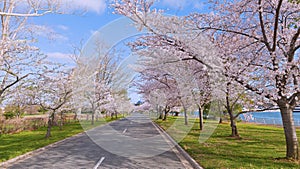 Road with cherry trees in bloom in East Potomac Park near the water, Washington DC, USA.