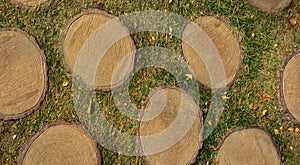 Road in the city Park. stumps in the grass. background for the design.