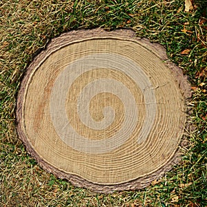 Road in the city Park. stumps in the grass. background for the design.