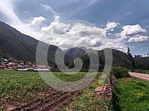 Road close to corn cultivation