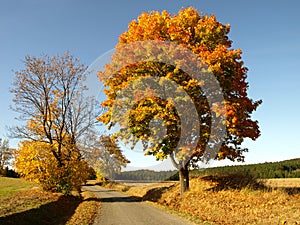 Road with color tree