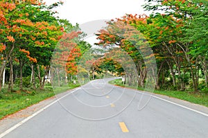 Road among colorful trees on the way