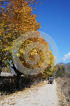 Road with Colorful Trees in Winter