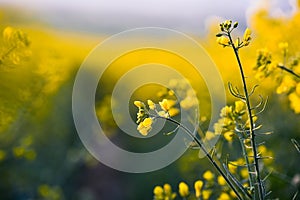 Road in colza agricultural field. Green and yellow colors Beautiful spring wallpaper