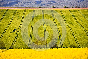 Road in colza agricultural field. Green and yellow colors Beautiful spring wallpaper