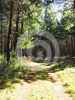 Road in Commercial Forest, Hogsback