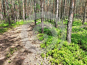 Road through the coniferous forest, walk in the forest, landscape