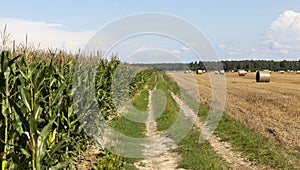 Road corn field wheat.