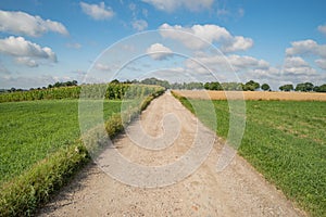 Road between corn fields and meadows by the sea in Cantabria, Spain