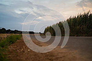 road through corn fields at sunset