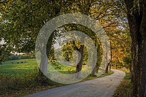 Road in the countryside