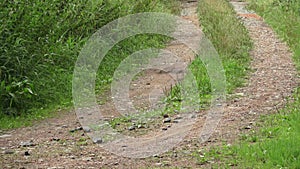 Road in the countryside. A long and winding rural path.