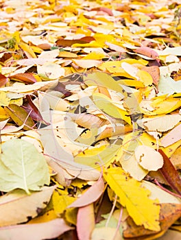 The road is covered with autumn yellow leaves