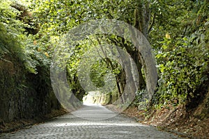 Road covered by lush green trees