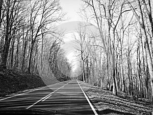 Road into creepy Forrest