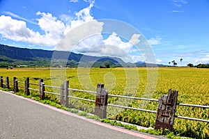 Road cross the rice field in Taidongï¼ŒTaiwan