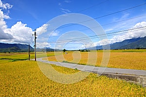 Road cross the rice field in Taidongï¼ŒTaiwan