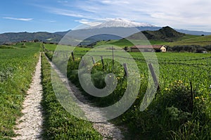Road Crosses Farmland In Sicily