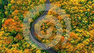 Road winding its way up through thick forest