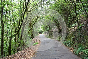 Road crossing a laurel forest in the european atlantic islands photo