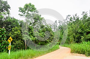 Road curve concrete among tree in the forest