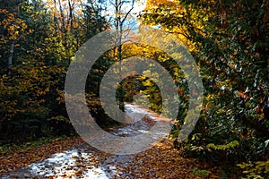 A road curves through the autumn trees on Mackinac Island