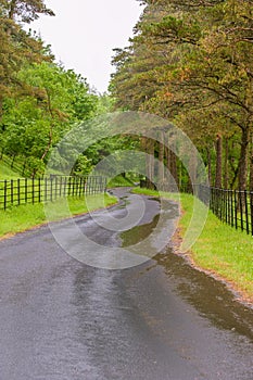 A curly road in a deep forest on a rainy day.