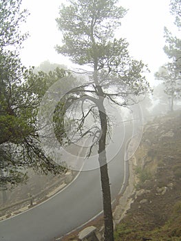 Desolate road with haze, seen through a tree photo