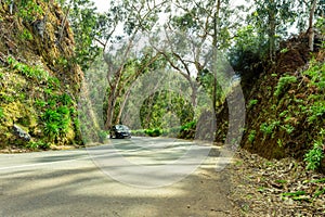 Road curving through eucalyptus forest on Madeira island