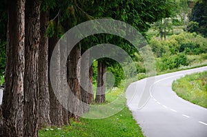 Road Curving Past Trees